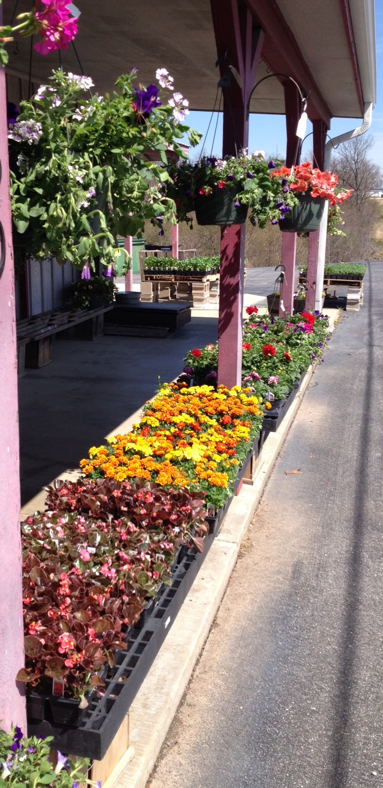 flowers2