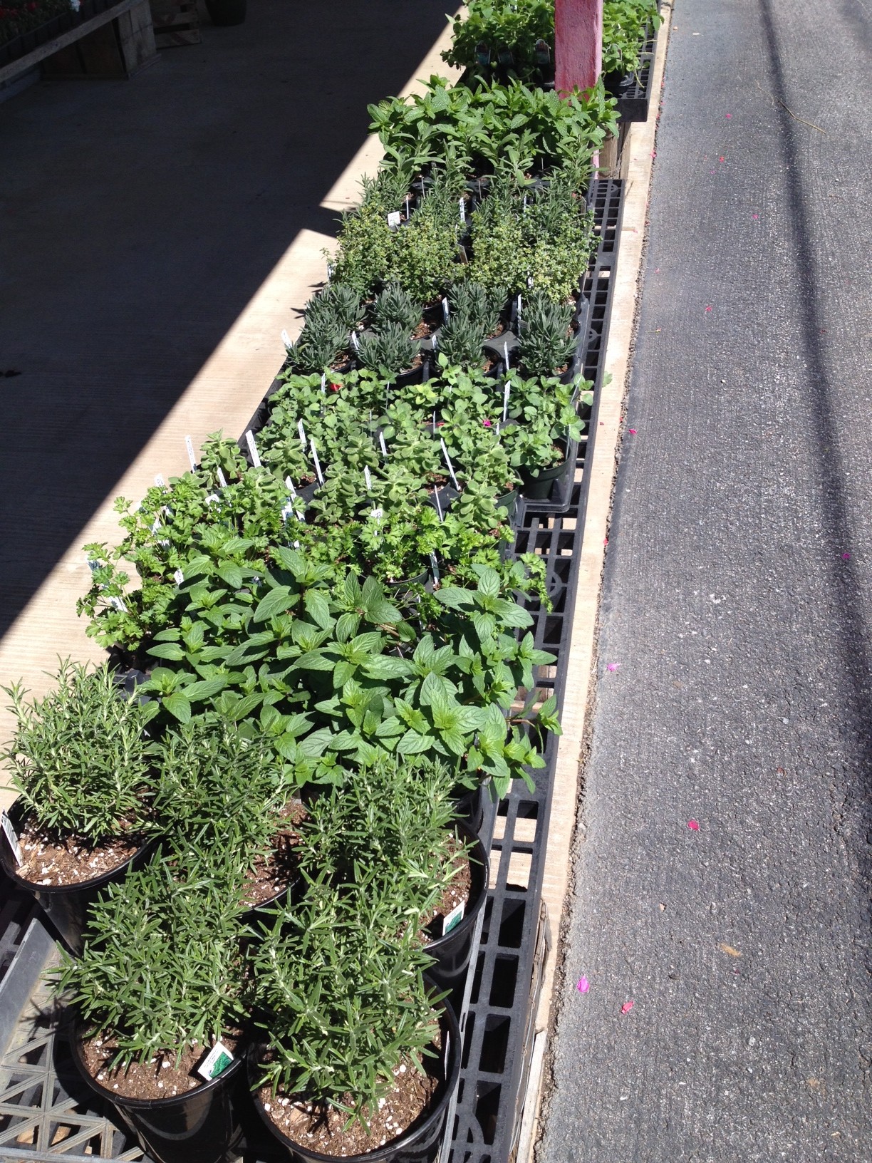 herbs1