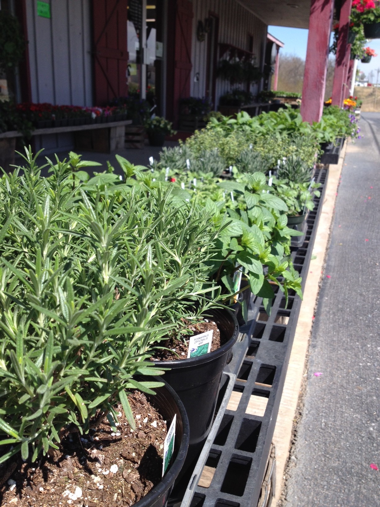herbs2