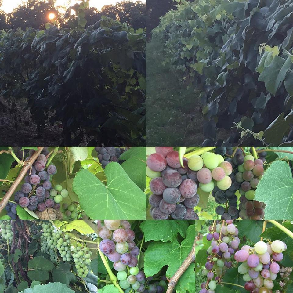 grapepic2015