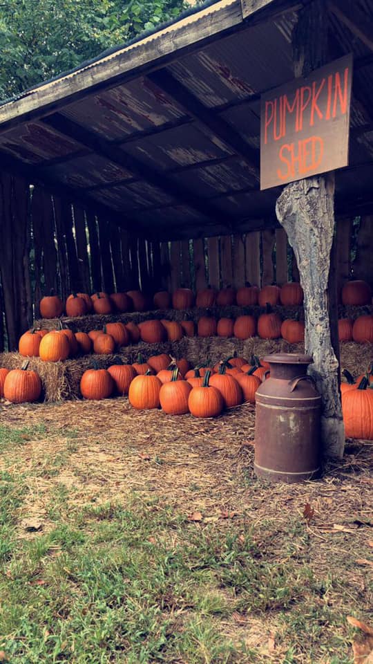 pumpkinpatch2019